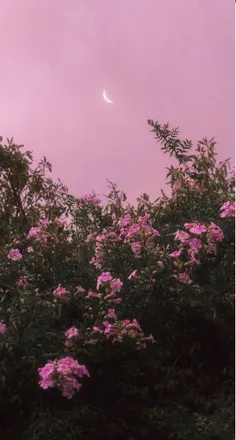 OnlyFans cuenta strawberrygold header 2