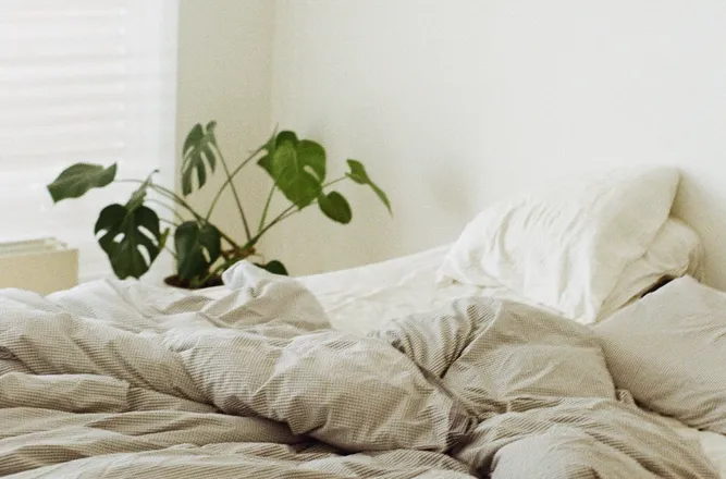 OnlyFans cuenta plantswithoutpants_ross header 2