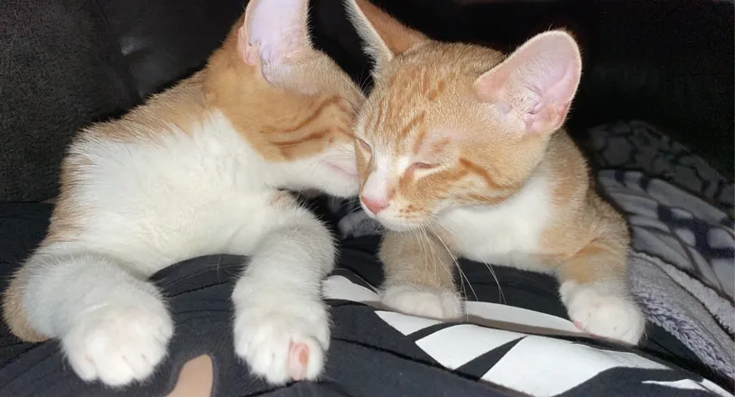 OnlyFans cuenta sexytittieswithkitties header 2