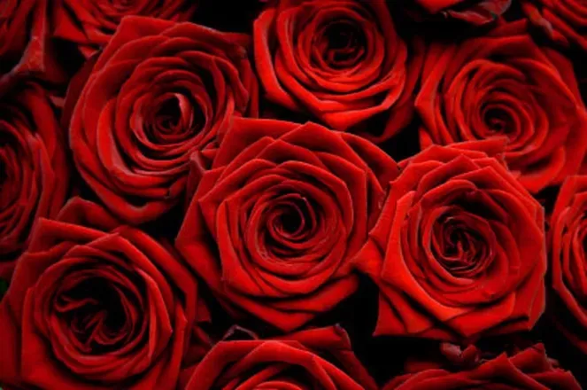 OnlyFans cuenta amethystrosefree header 2