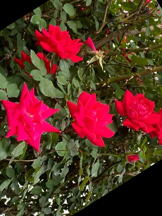 OnlyFans cuenta scarlettr0se165 header 2