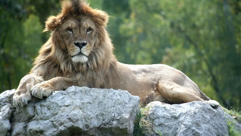 OnlyFans cuenta mufasa22 header 2
