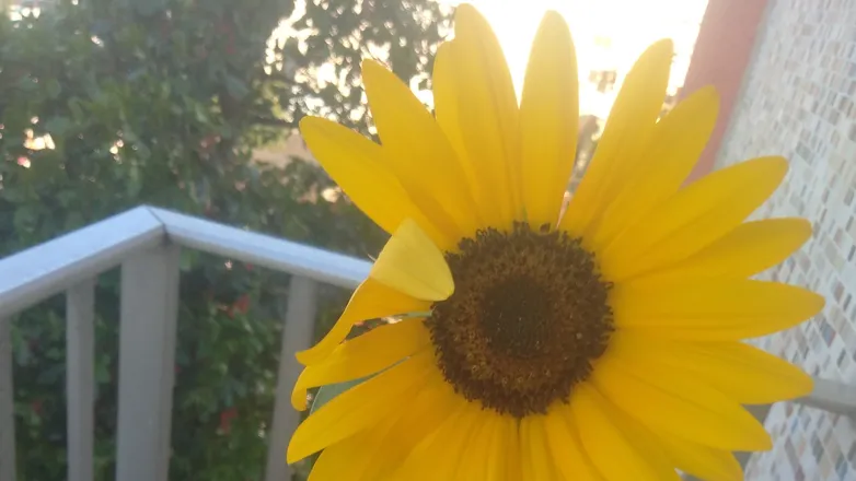 OnlyFans cuenta catherinetournesol header 2