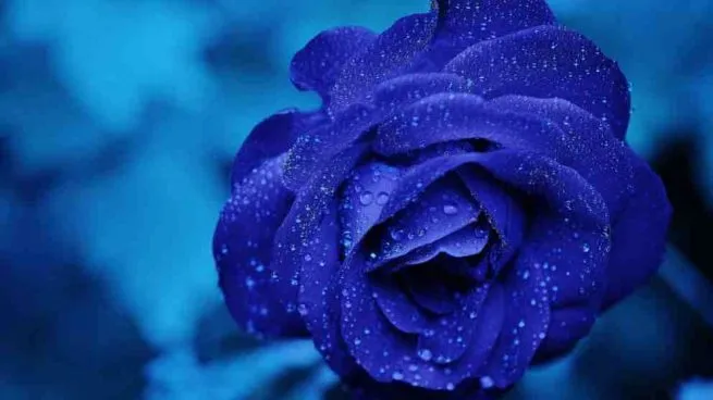 OnlyFans cuenta u104196765 header 2