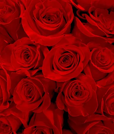 OnlyFans cuenta kittykatmreow header 2