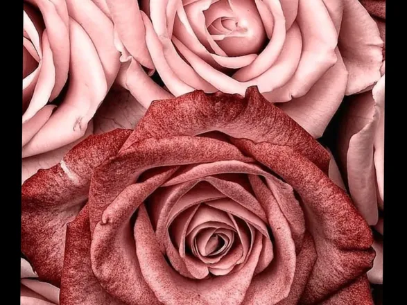 OnlyFans cuenta salbeibonbon header 2