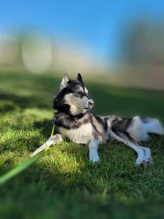 OnlyFans cuenta maverickthehusky header 2