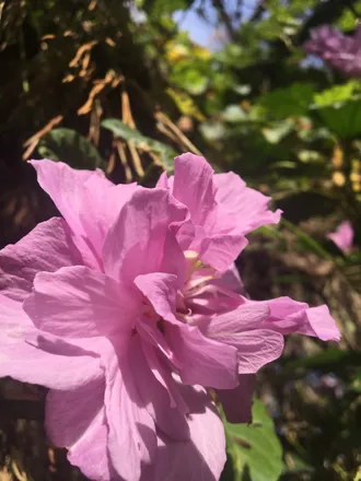 OnlyFans cuenta kcflower header 2