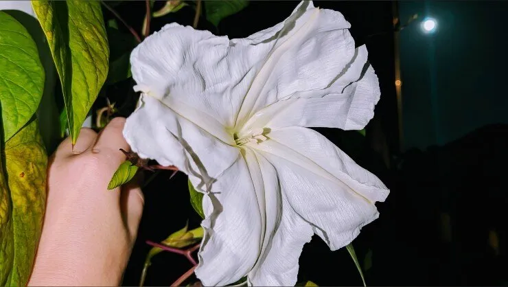 OnlyFans cuenta maramoonflower header 2