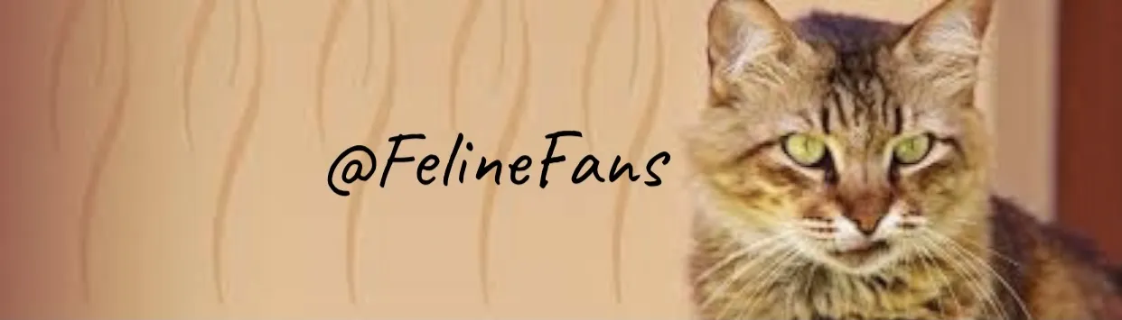 OnlyFans cuenta felinefans header 2