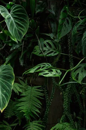 OnlyFans cuenta hanwcream header 2