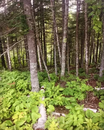OnlyFans cuenta naturestwistedfree header 2