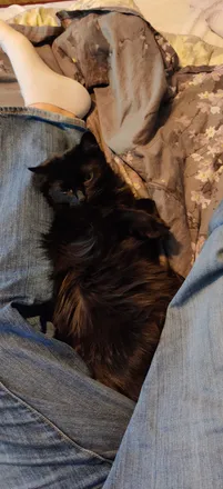 OnlyFans account  izzathecat header 2