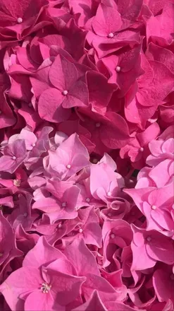 OnlyFans cuenta pineapplehoneylix header 2