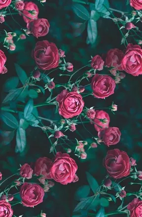 OnlyFans cuenta morethanfaye header 2