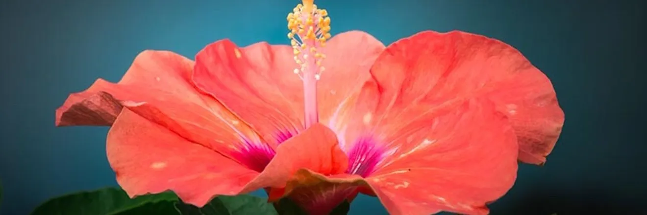 OnlyFans cuenta theslimflower header 2