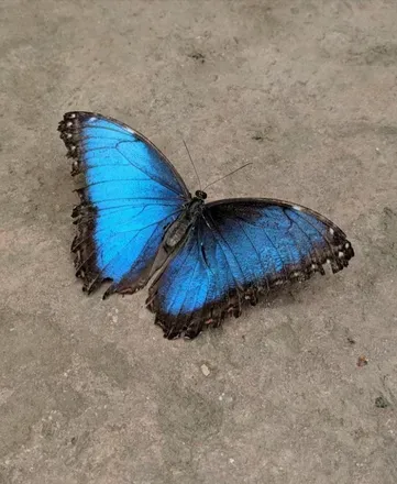 OnlyFans cuenta butterflyeffect24 avatar 1