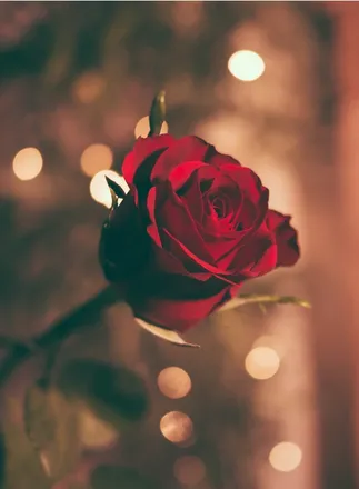 OnlyFans cuenta themissredrose header 2