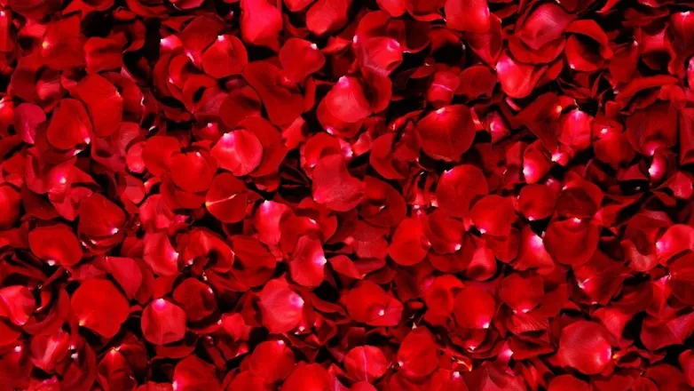 OnlyFans cuenta hannamil header 2