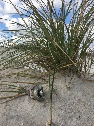 OnlyFans cuenta llottabeach header 2