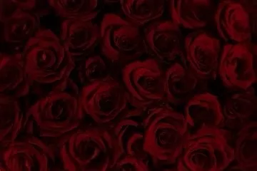 OnlyFans cuenta shesmyangell header 2