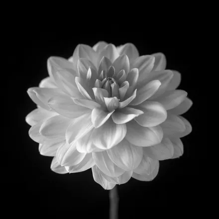 OnlyFans cuenta white.dahlia header 2