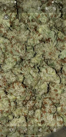 OnlyFans cuenta growcannabis header 2