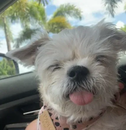 OnlyFans account  gracethegoodpup avatar 1