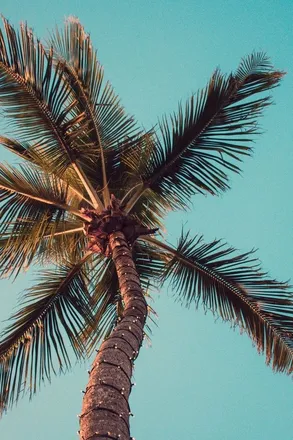 OnlyFans cuenta tastybaycon header 2