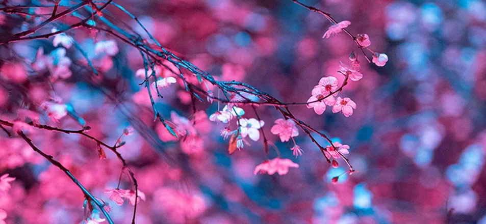 OnlyFans cuenta violet3951 header 2