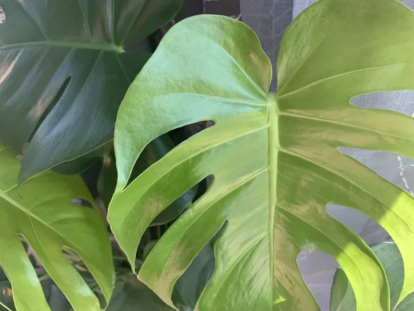 OnlyFans cuenta plants.4.you header 2