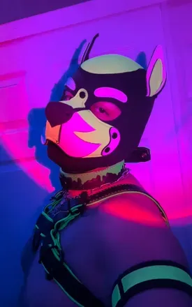 OnlyFans cuenta malocriadopuppy avatar 1