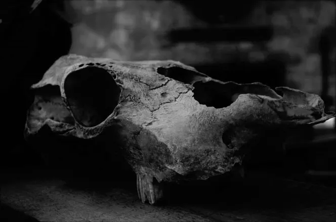 OnlyFans account  madeofbones header 2