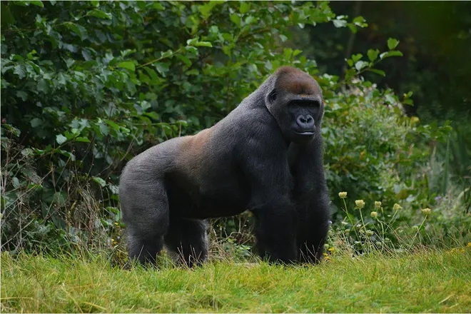 OnlyFans cuenta bertthegorilla header 2