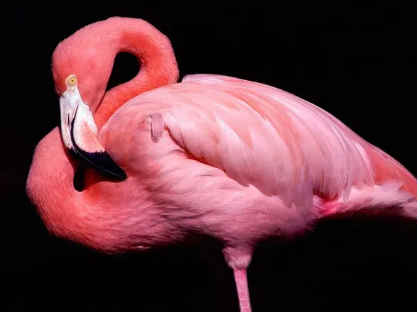 OnlyFans cuenta flamingoboy3000 avatar 1
