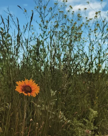 OnlyFans cuenta alonelyflower header 2