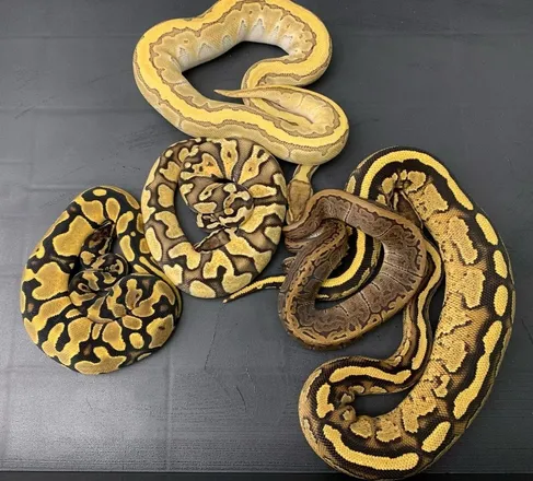 OnlyFans cuenta snakebabe20 header 2