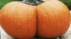 OnlyFans cuenta katharinepumpkinbutt header 2