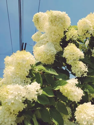 OnlyFans cuenta kirbyheaven header 2