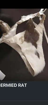 OnlyFans account  taxiderm header 2