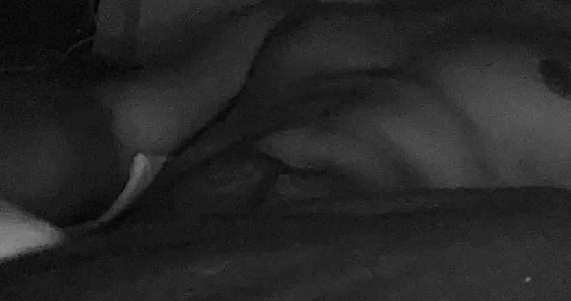 OnlyFans cuenta guccinito header 2