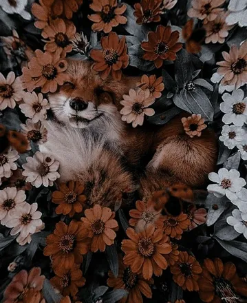 OnlyFans cuenta midnight_fox90 header 2
