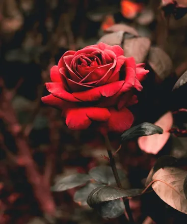 OnlyFans cuenta laraeheather header 2