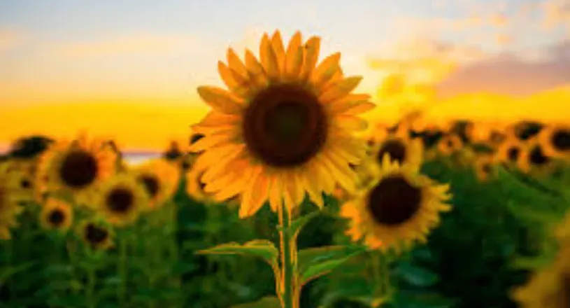 OnlyFans cuenta ambersunflower header 2