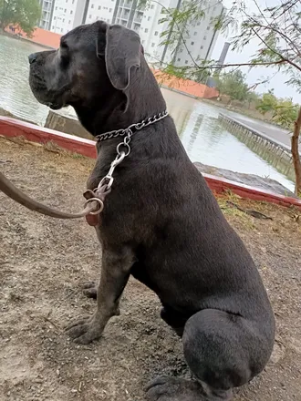 OnlyFans cuenta canecorso69 header 2