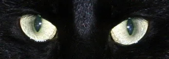 OnlyFans cuenta blackchubbybunny header 2