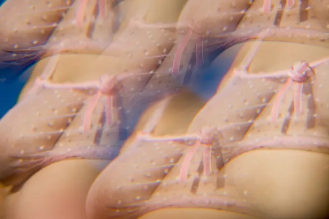 OnlyFans cuenta chubbyfairy99 header 2