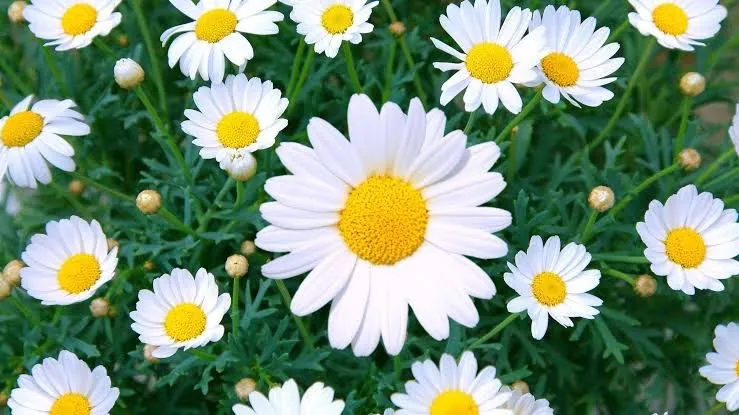 OnlyFans cuenta daisyjadeonly header 2