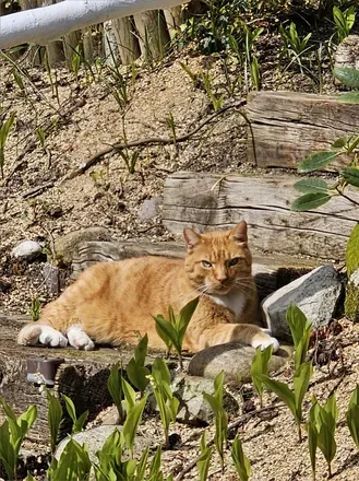 OnlyFans cuenta germangingercat avatar 1