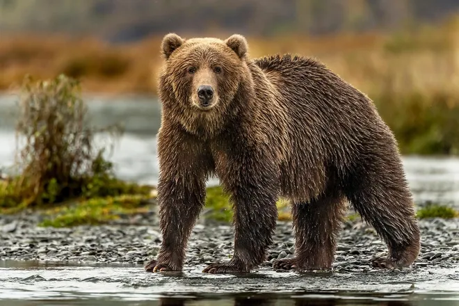 OnlyFans cuenta thebearwithnohair header 2